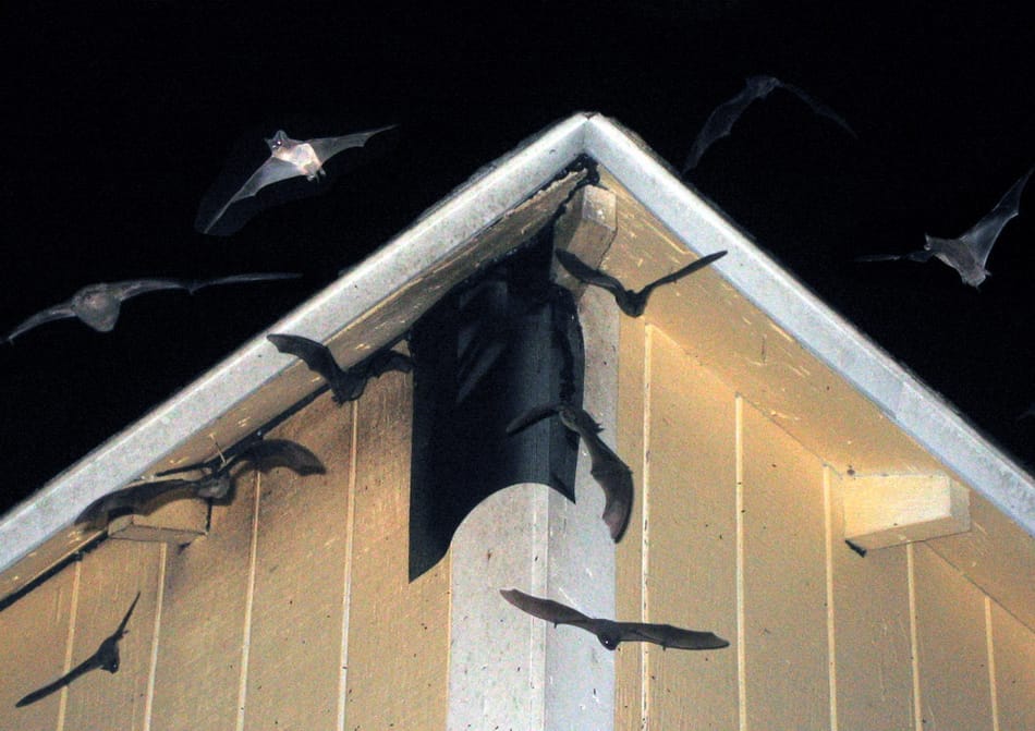 bat control administrations