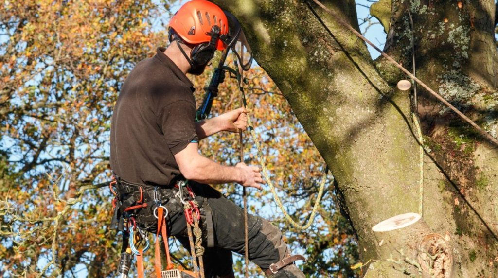 Tree Care Services